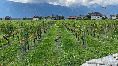 IMG_E9145.JPG